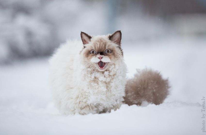animales-nieve-1-vez (25)