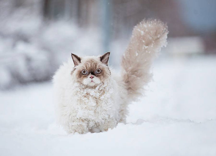 animales-nieve-1-vez (3)
