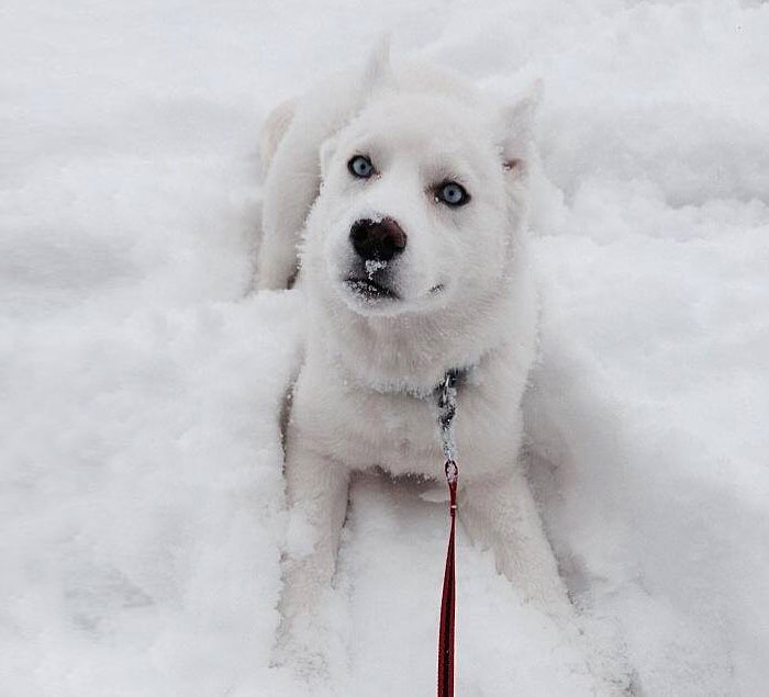 animales-nieve-1-vez (4)