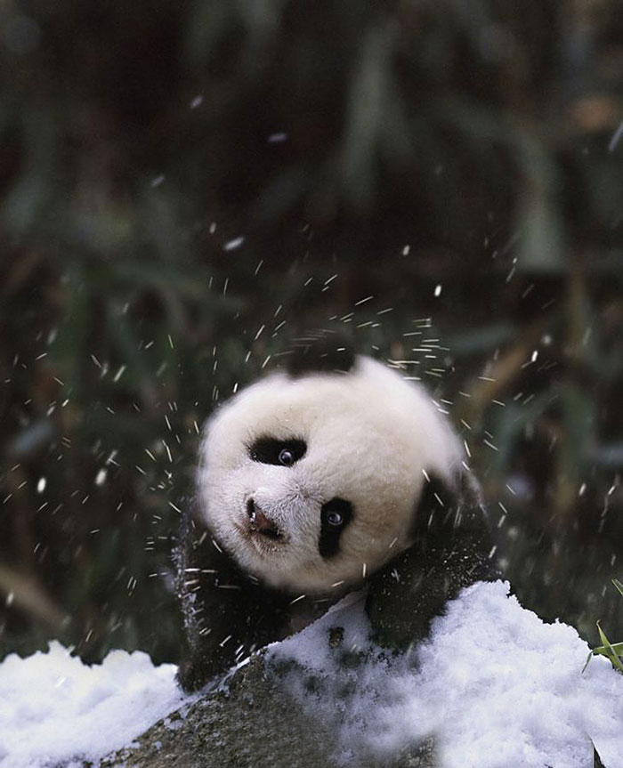 animales-nieve-1-vez (5)