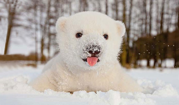animales-nieve-1-vez (6)