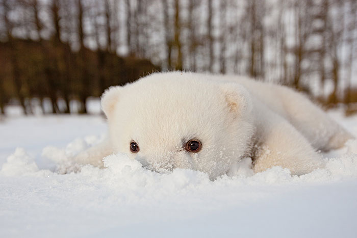 animales-nieve-1-vez (7)