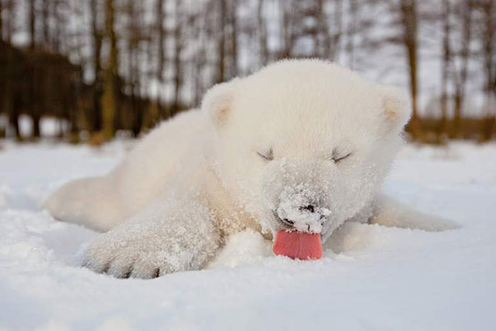 animales-nieve-1-vez (8)