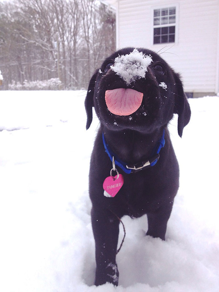 animales-nieve-1-vez (9)