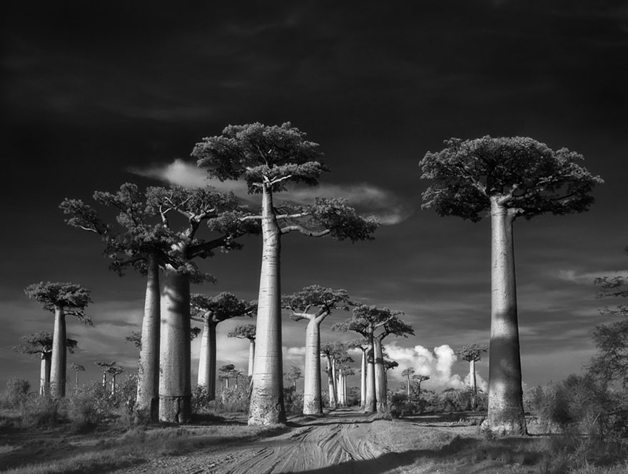 arboles-antiguos-beth-moon (1)