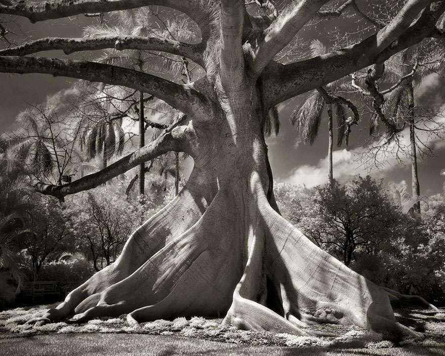 arboles-antiguos-beth-moon (10)
