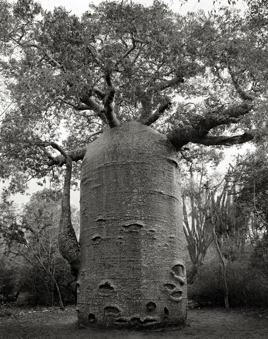 arboles-antiguos-beth-moon (11)
