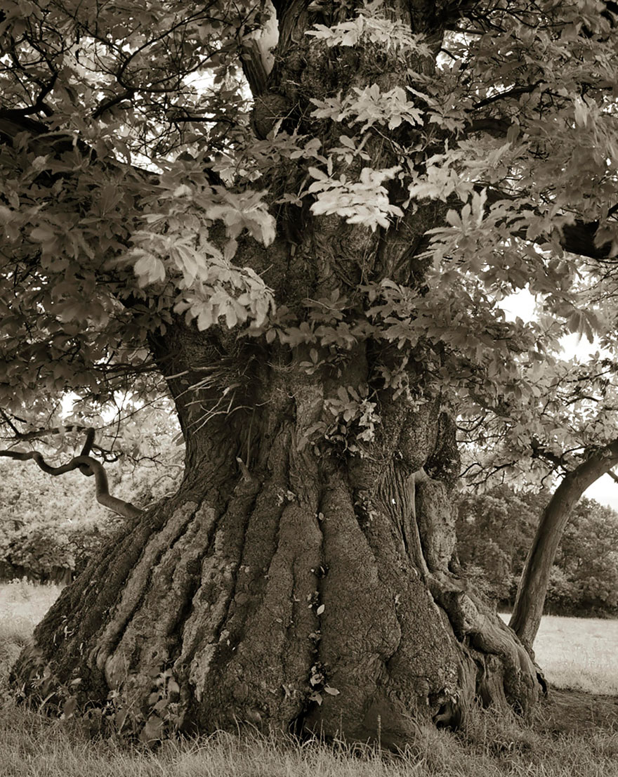 arboles-antiguos-beth-moon (12)