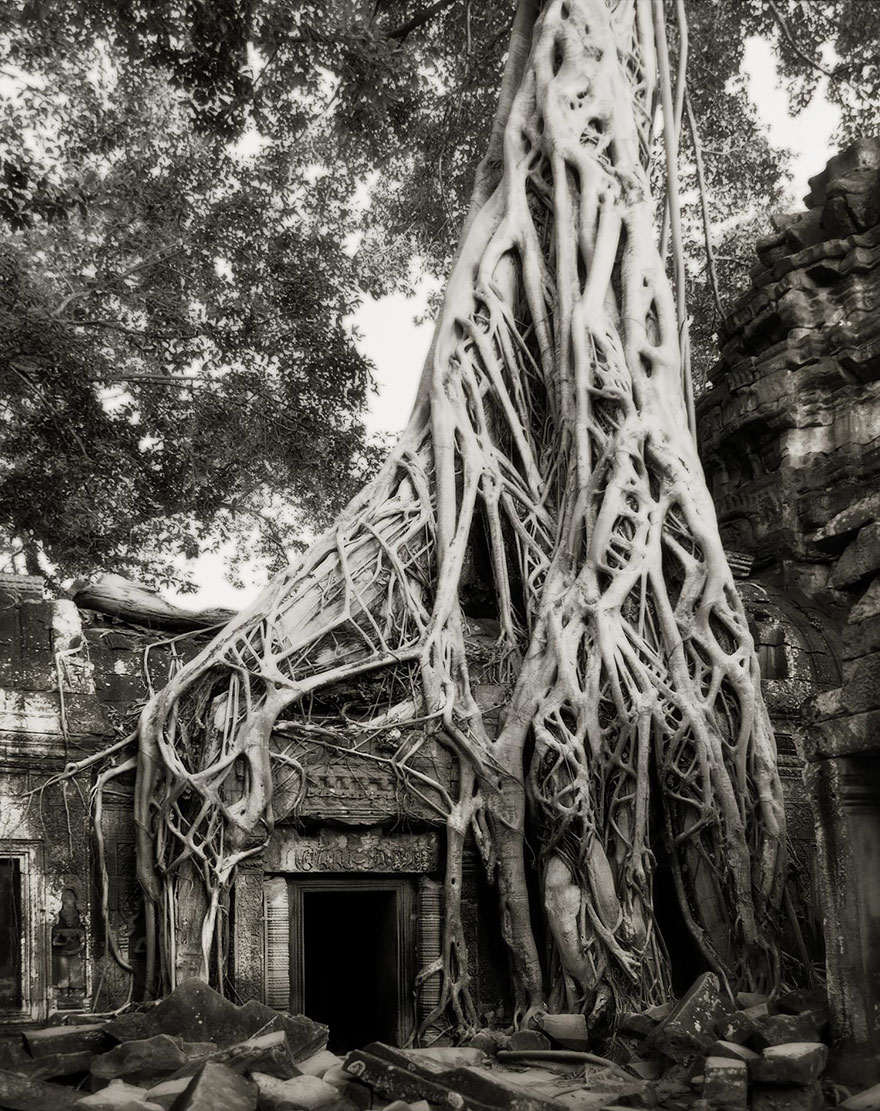 arboles-antiguos-beth-moon (13)