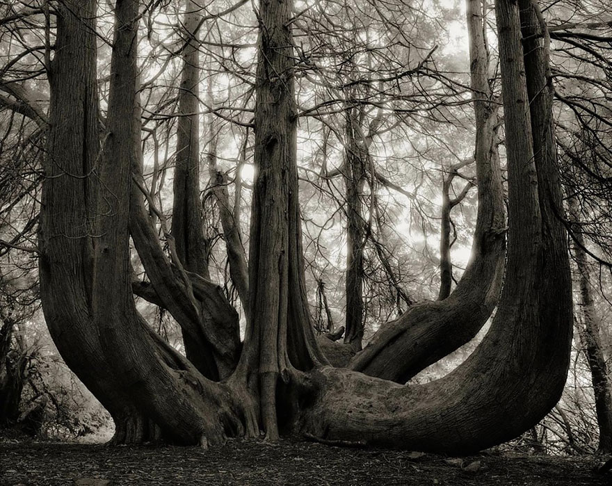arboles-antiguos-beth-moon (14)