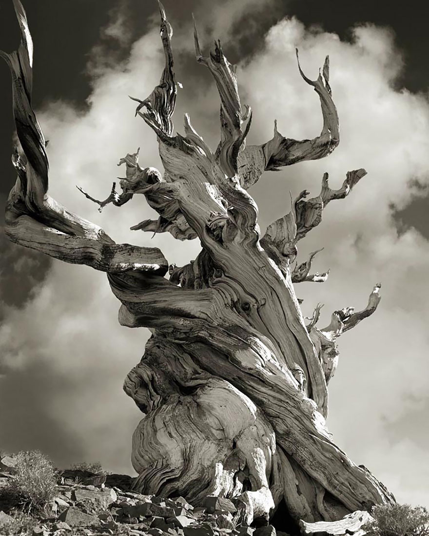 arboles-antiguos-beth-moon (15)