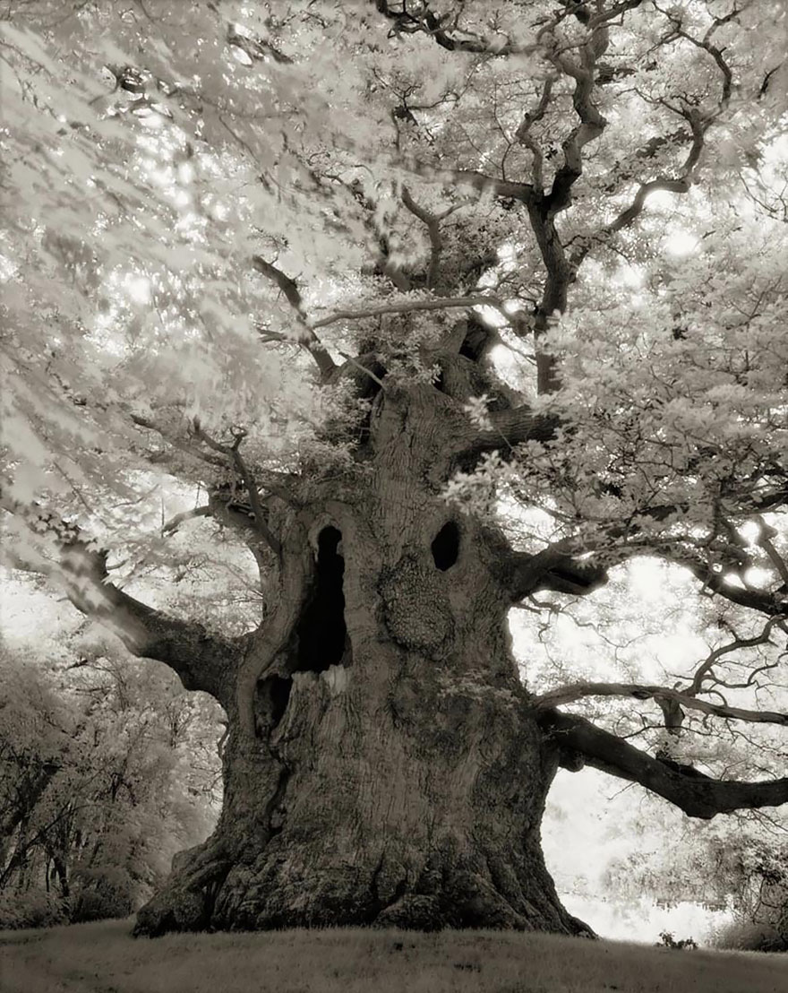 arboles-antiguos-beth-moon (16)