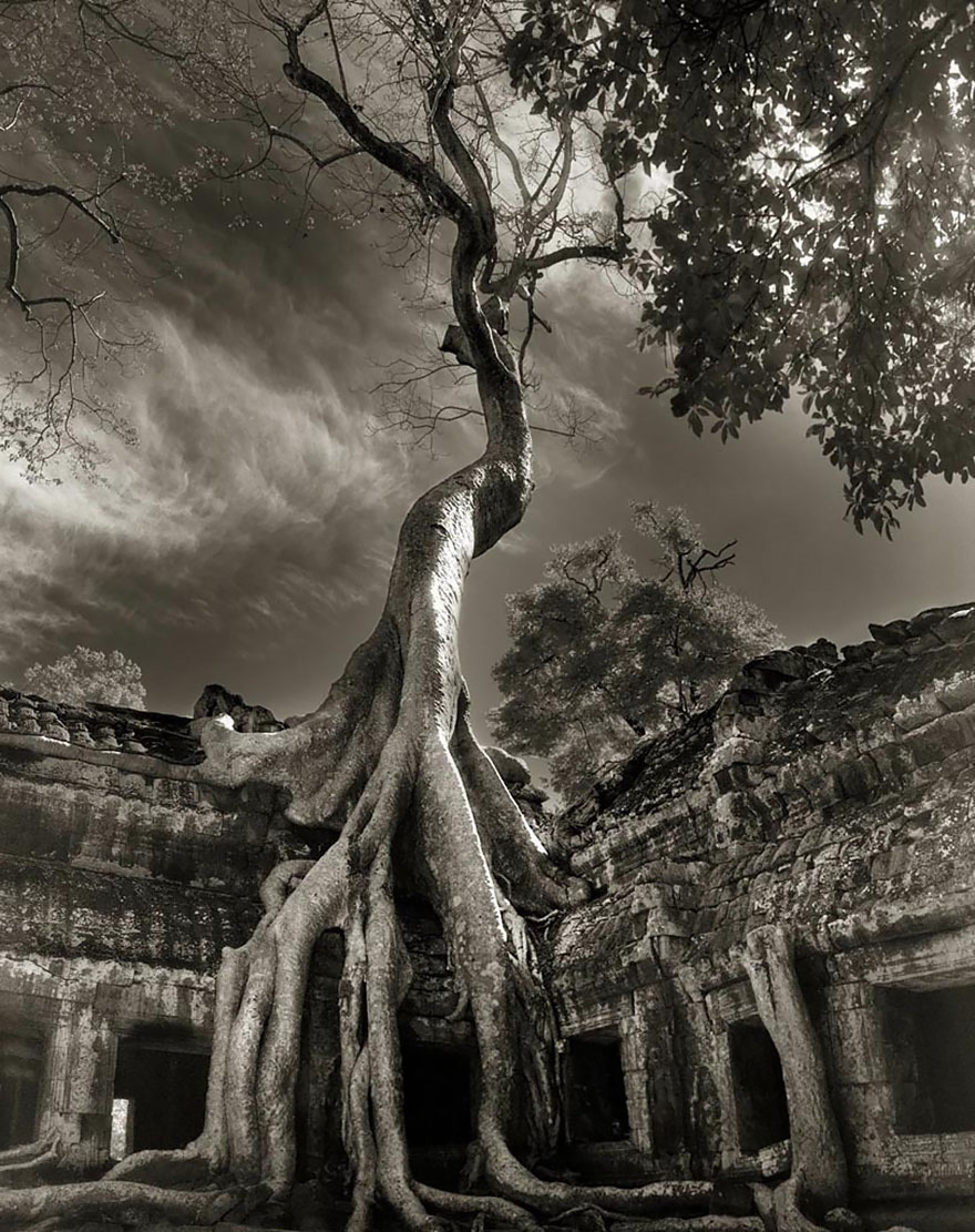 arboles-antiguos-beth-moon (17)