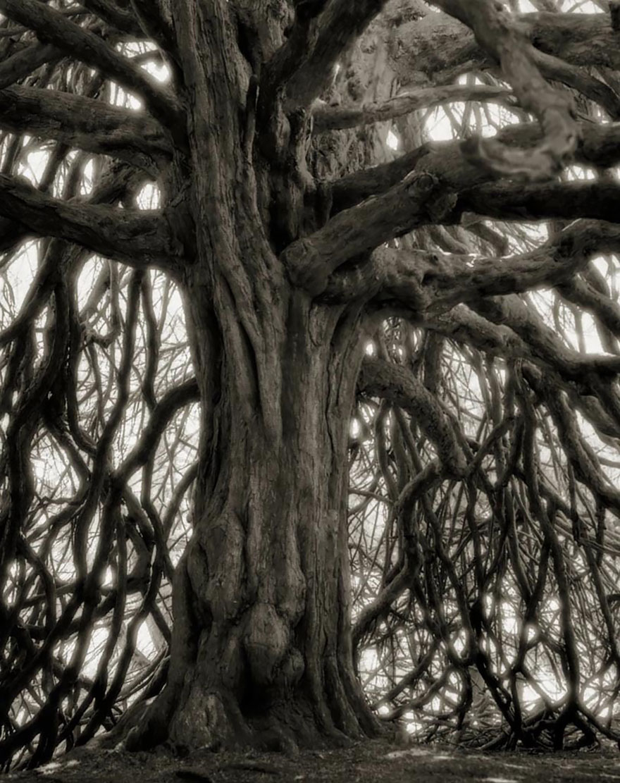 arboles-antiguos-beth-moon (18)
