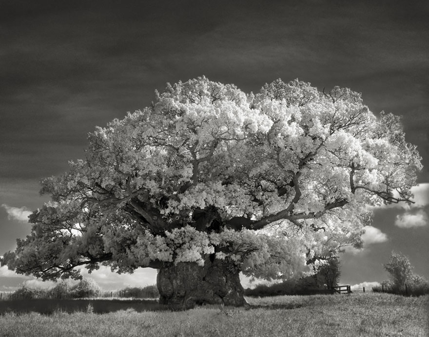 arboles-antiguos-beth-moon (2)