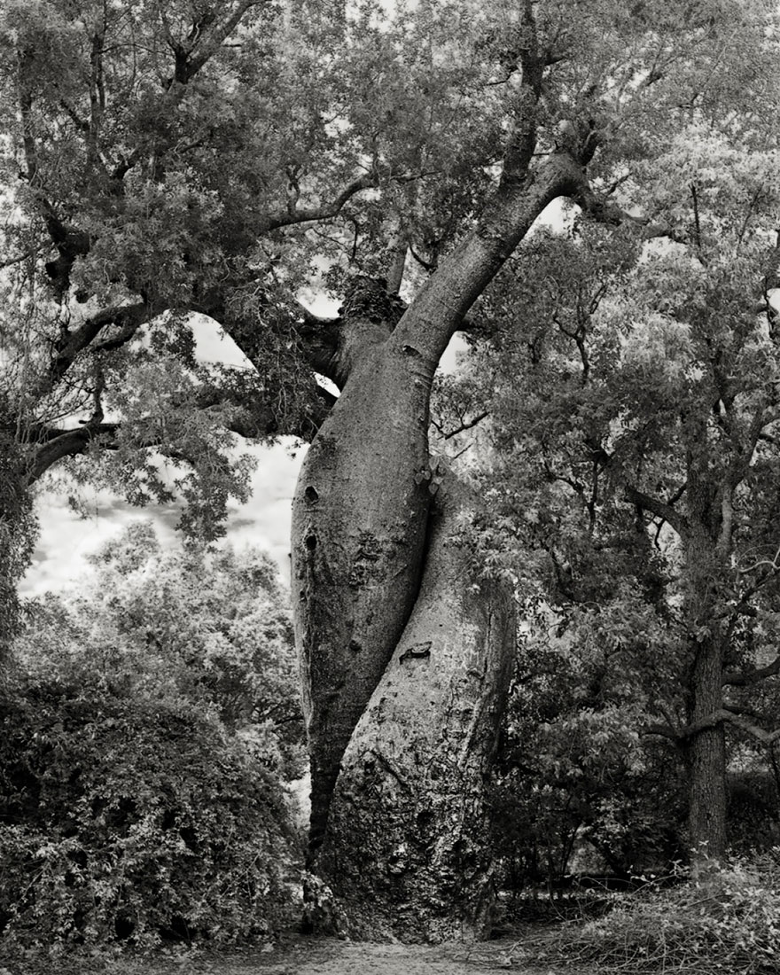 arboles-antiguos-beth-moon (20)