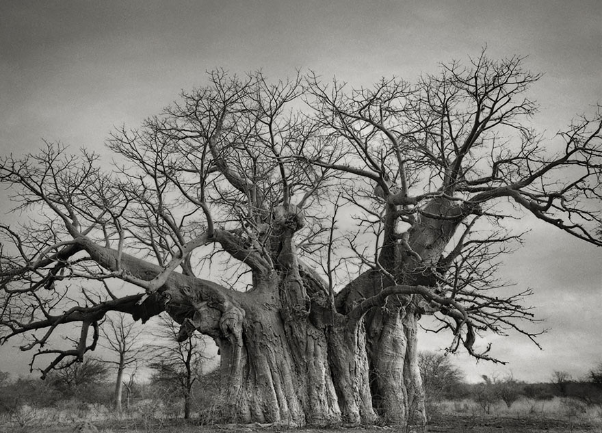 arboles-antiguos-beth-moon (3)