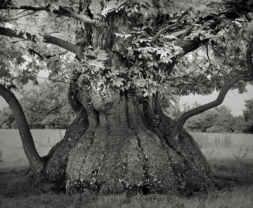 arboles-antiguos-beth-moon (4)