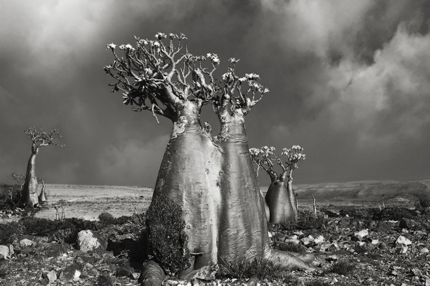 arboles-antiguos-beth-moon (5)
