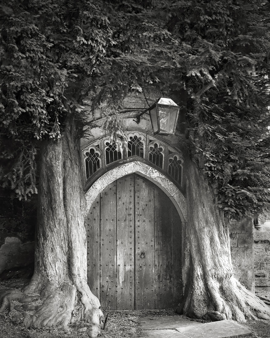 arboles-antiguos-beth-moon (6)