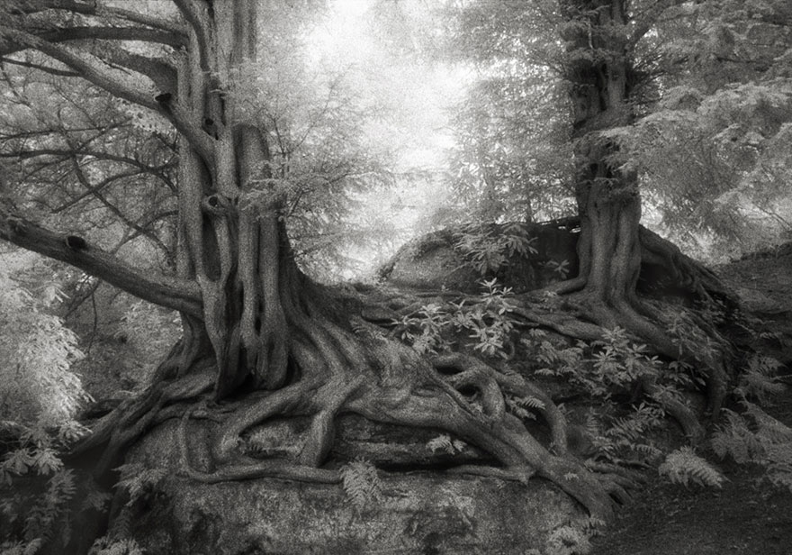 arboles-antiguos-beth-moon (7)