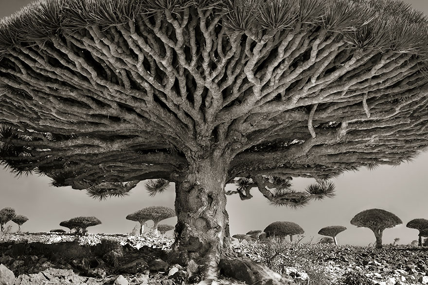 arboles-antiguos-beth-moon (8)