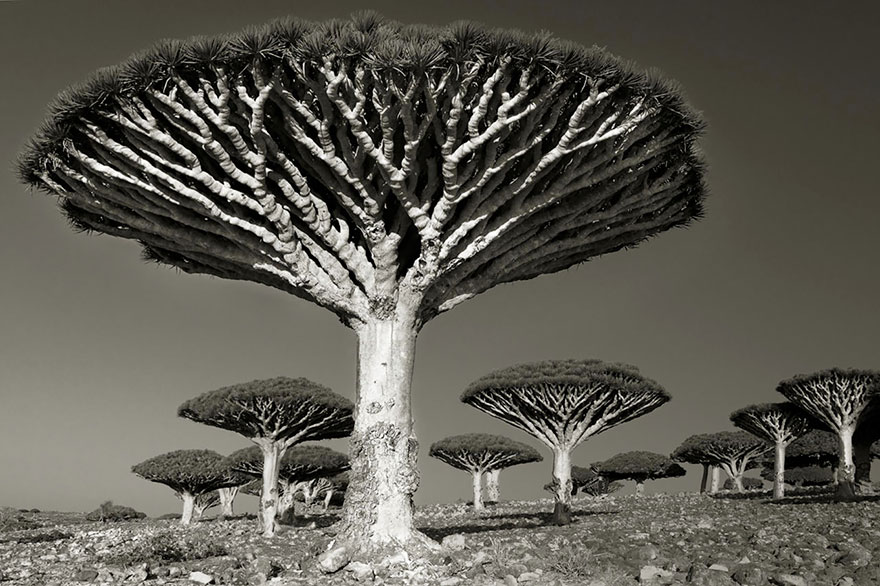 arboles-antiguos-beth-moon (9)