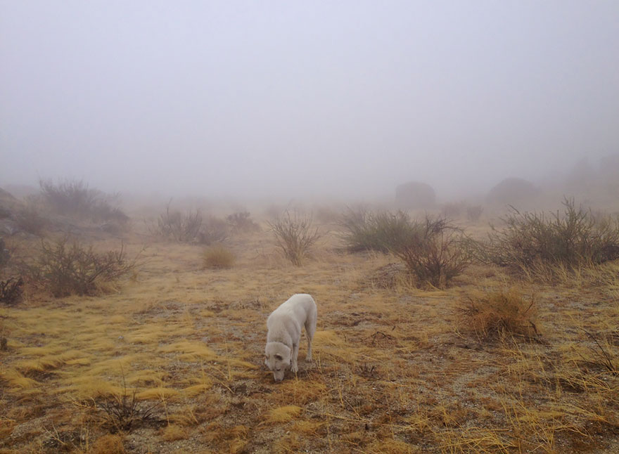 aventuras-perro-john-stortz (1)