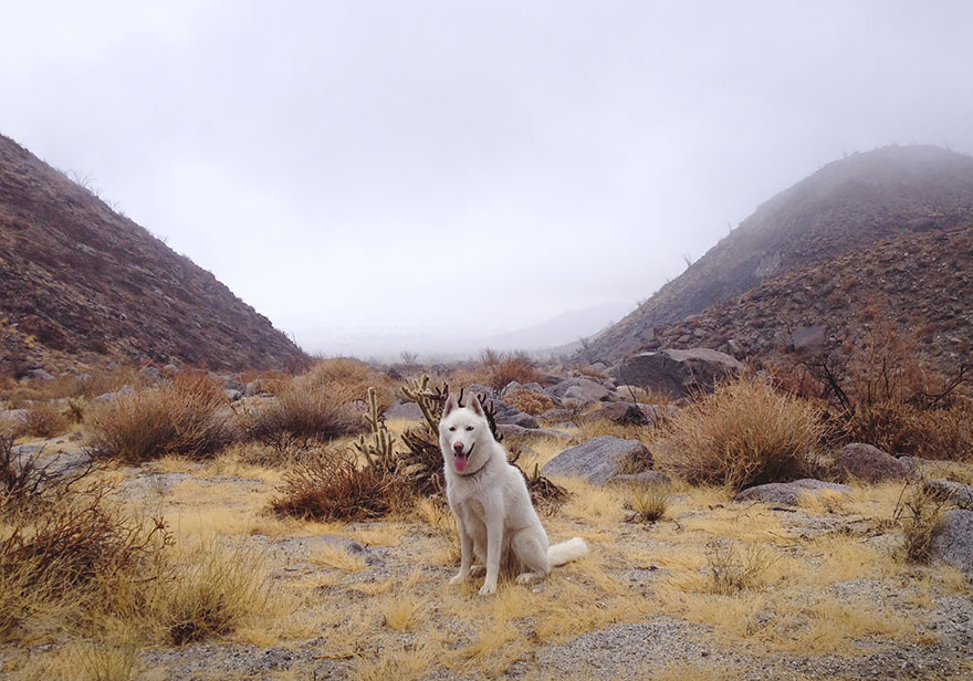 aventuras-perro-john-stortz (2)