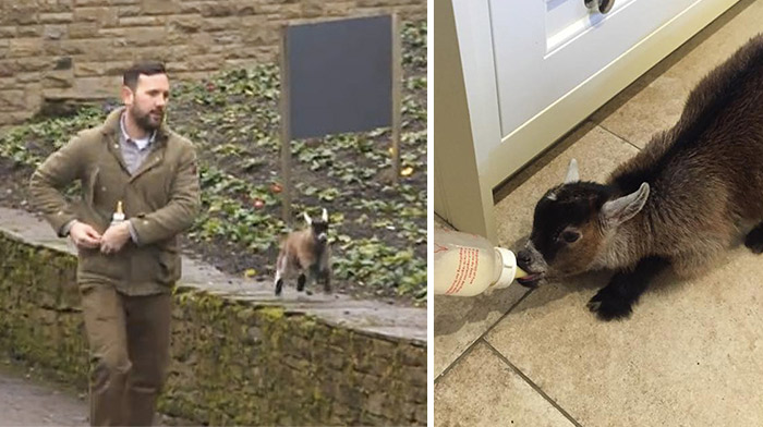 Un cabritillo rechazado por su madre se convierte en el mejor amigo de un humano