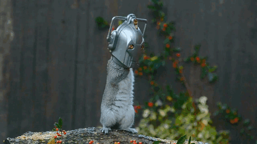 comedero-ardillas-drwho (1)