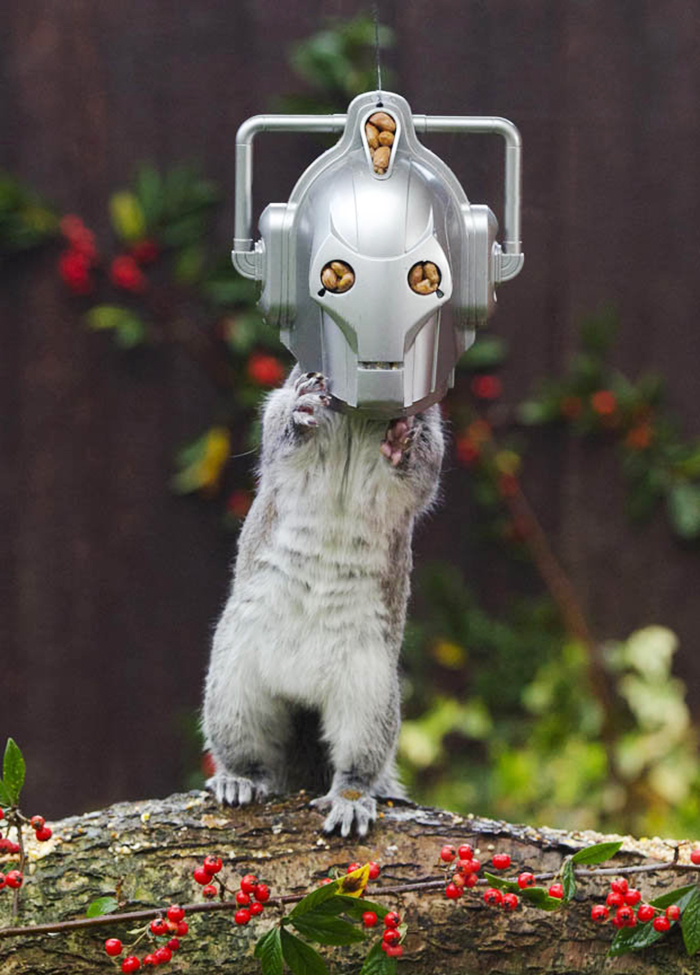 comedero-ardillas-drwho (1)