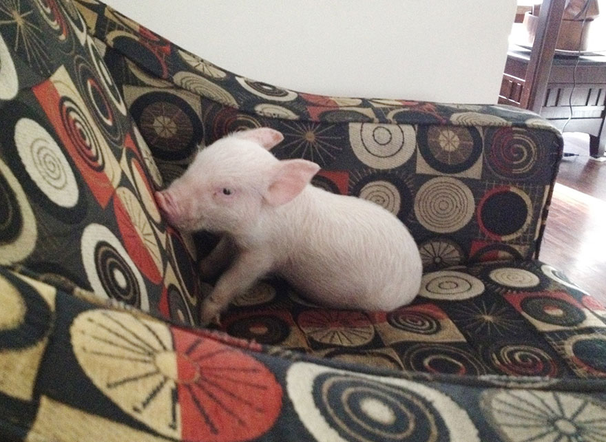 esther-cerdo-santuario-animales (21)
