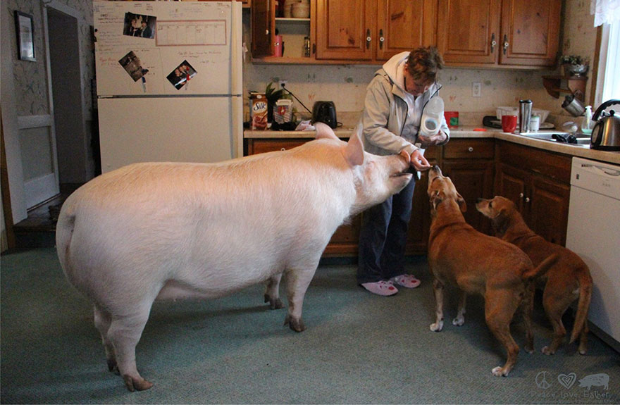 esther-cerdo-santuario-animales (6)