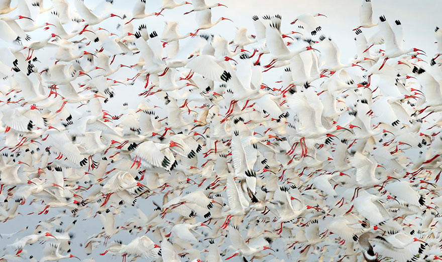 fotos-animales-migracion (10)
