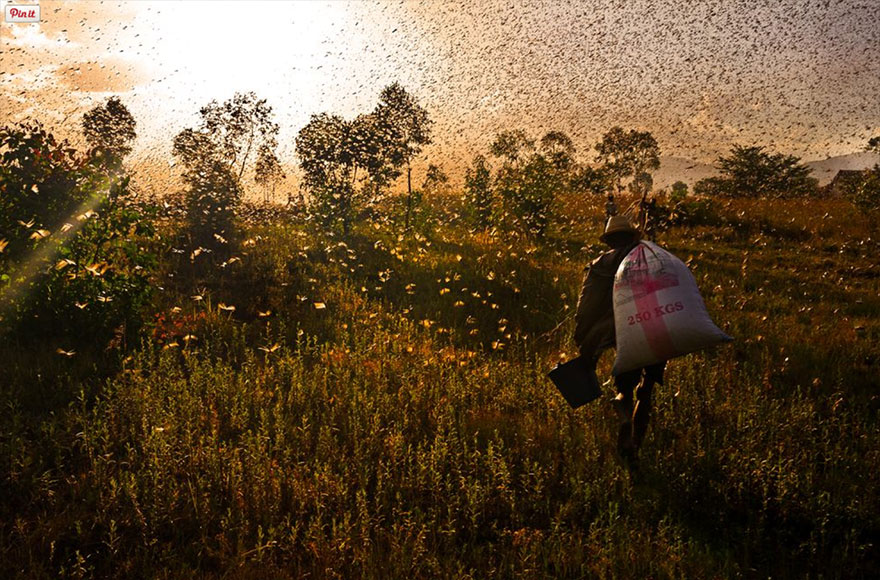 fotos-animales-migracion (15)