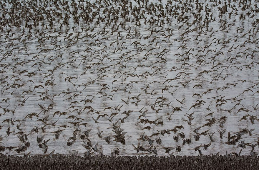 fotos-animales-migracion (17)