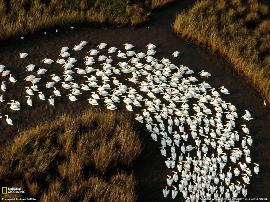 fotos-animales-migracion (2)
