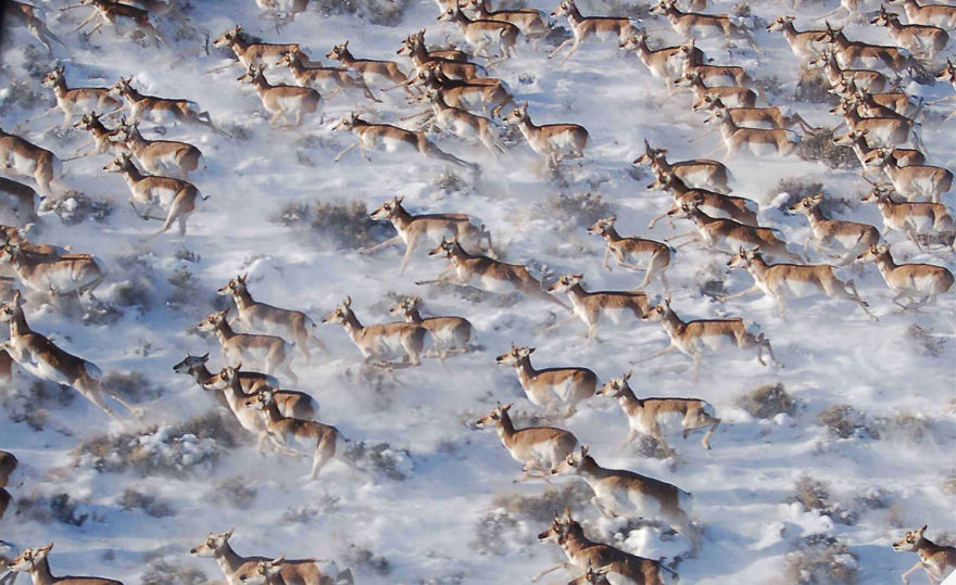 fotos-animales-migracion (22)
