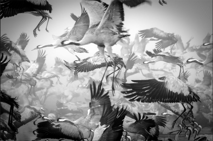 fotos-animales-migracion (23)