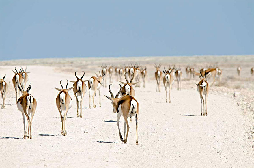 fotos-animales-migracion (25)