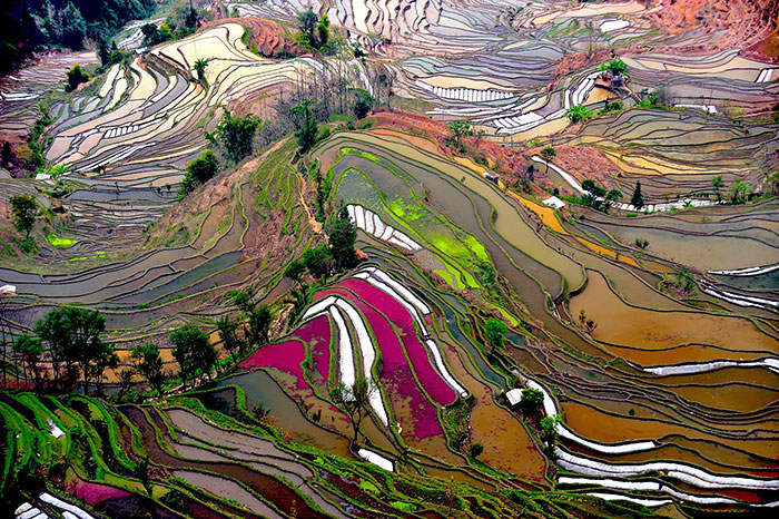 20 Increíbles arrozales que embellecen el paisaje