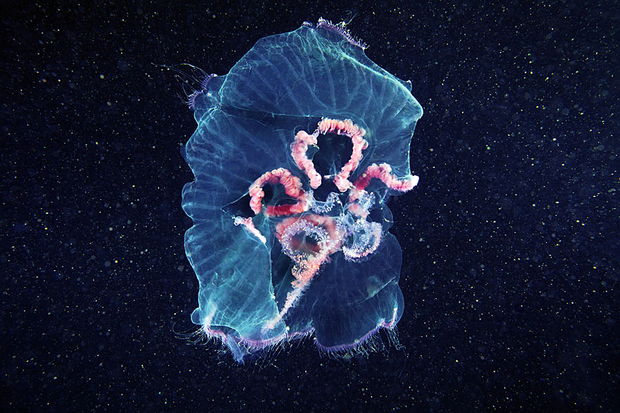 fotos-medusas-alexander-semenov (1)