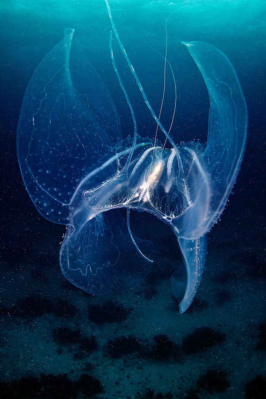 fotos-medusas-alexander-semenov (10)