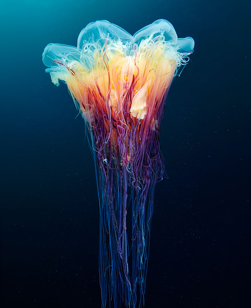 fotos-medusas-alexander-semenov (11)