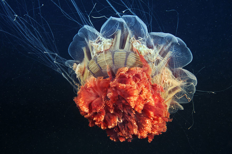fotos-medusas-alexander-semenov (12)