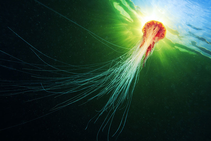 fotos-medusas-alexander-semenov (13)