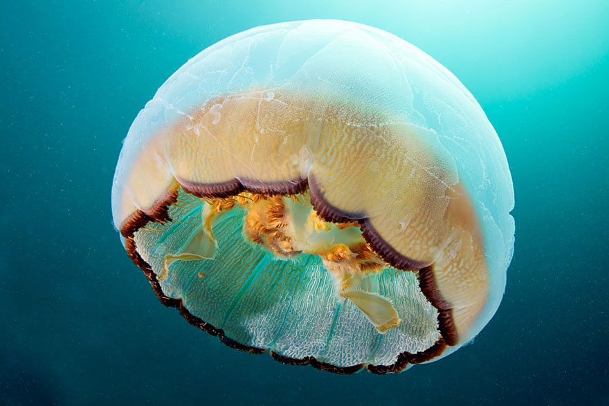 fotos-medusas-alexander-semenov (14)