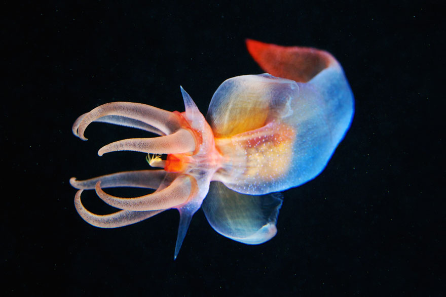 fotos-medusas-alexander-semenov (15)