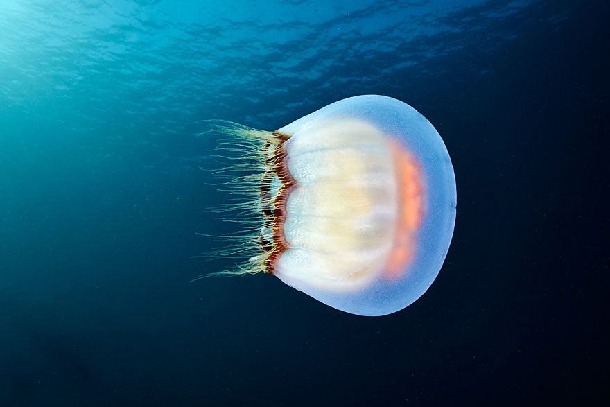 fotos-medusas-alexander-semenov (16)